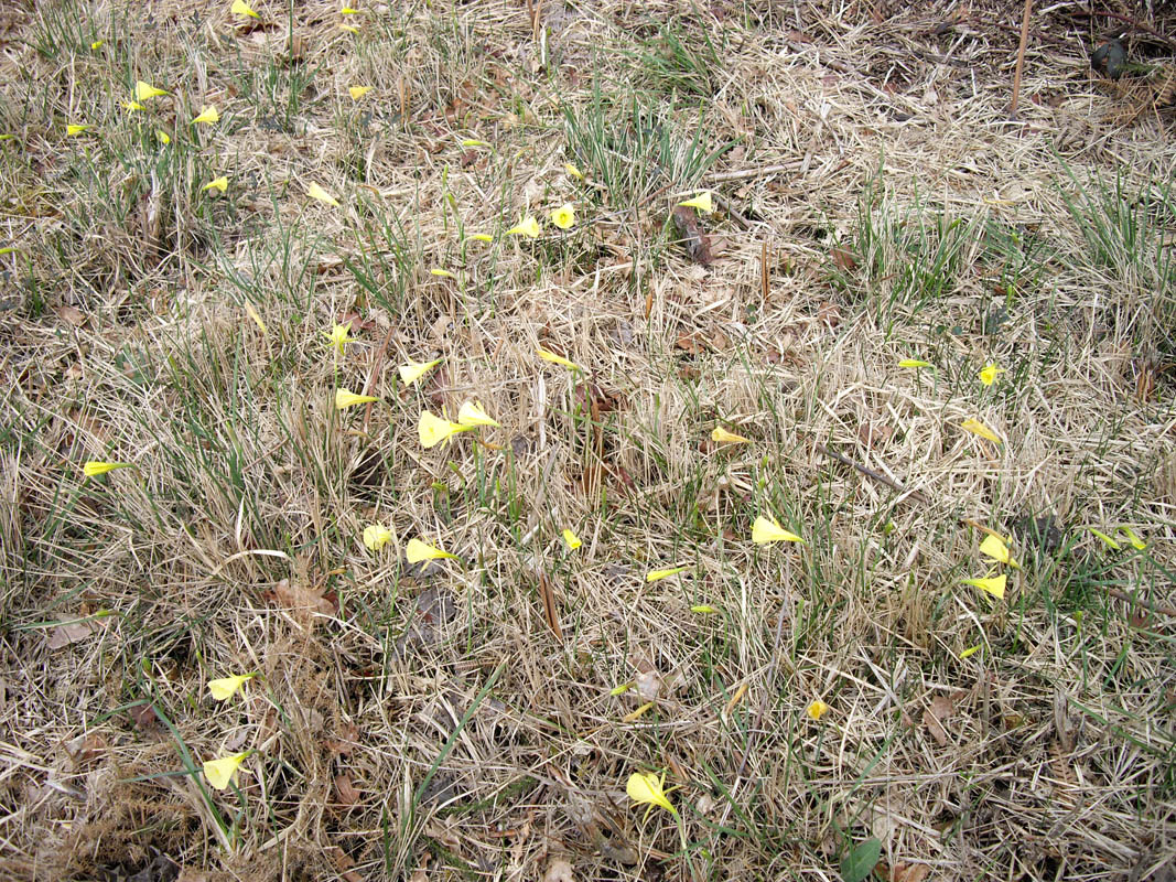 Narcissus bulbocodium photo